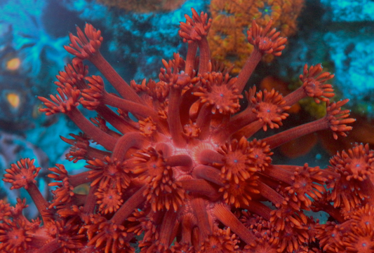 Cherry Blast Red Goniopora Coral Reef Aquarium Large