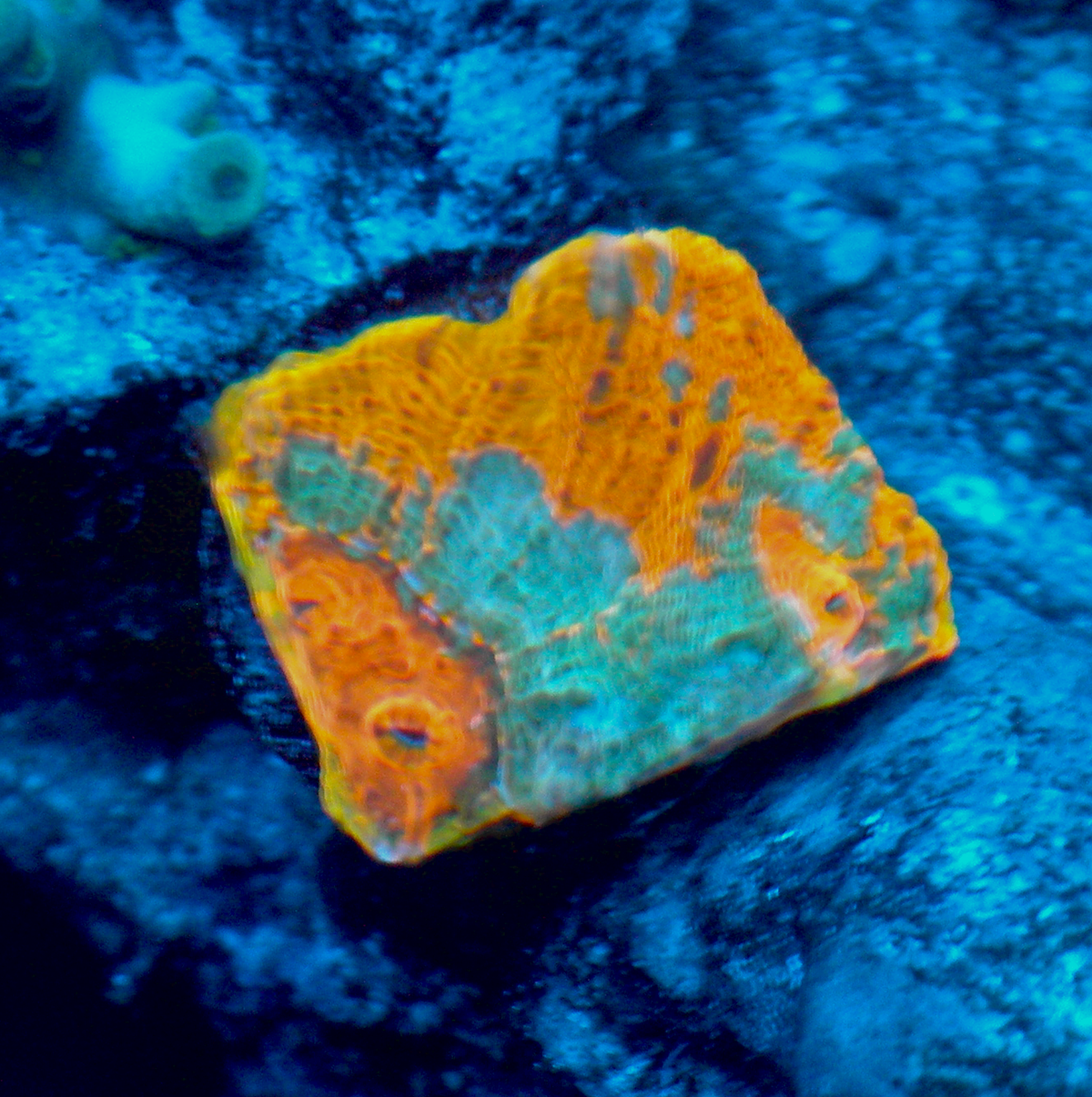 Goku Rainbow Orange Chalice LPS Coral Reef Aquarium