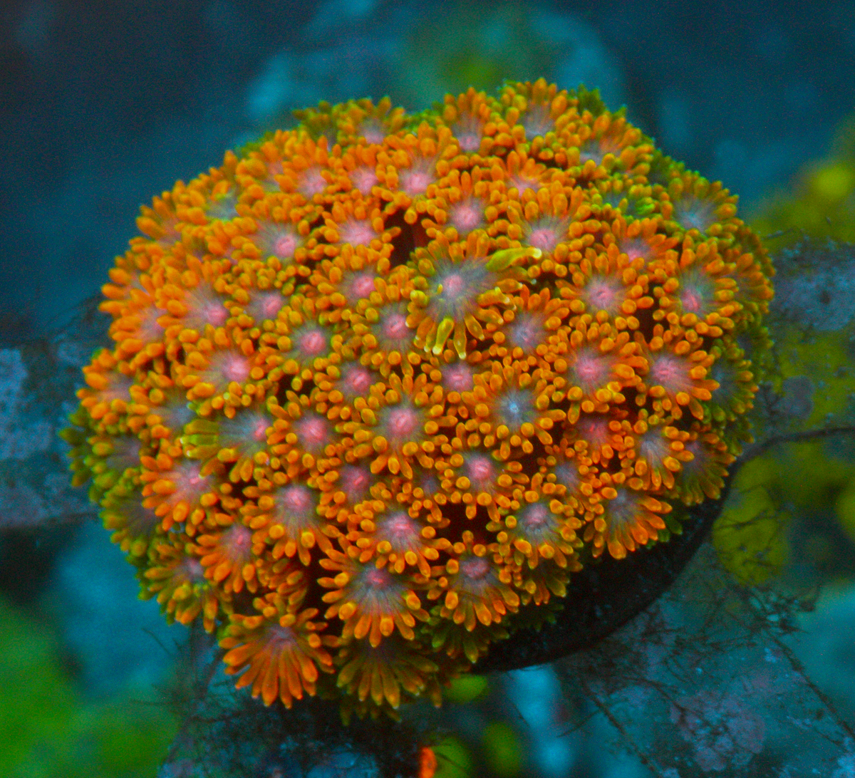 Rainbow Goniopora Coral LPS Reef Aquarium