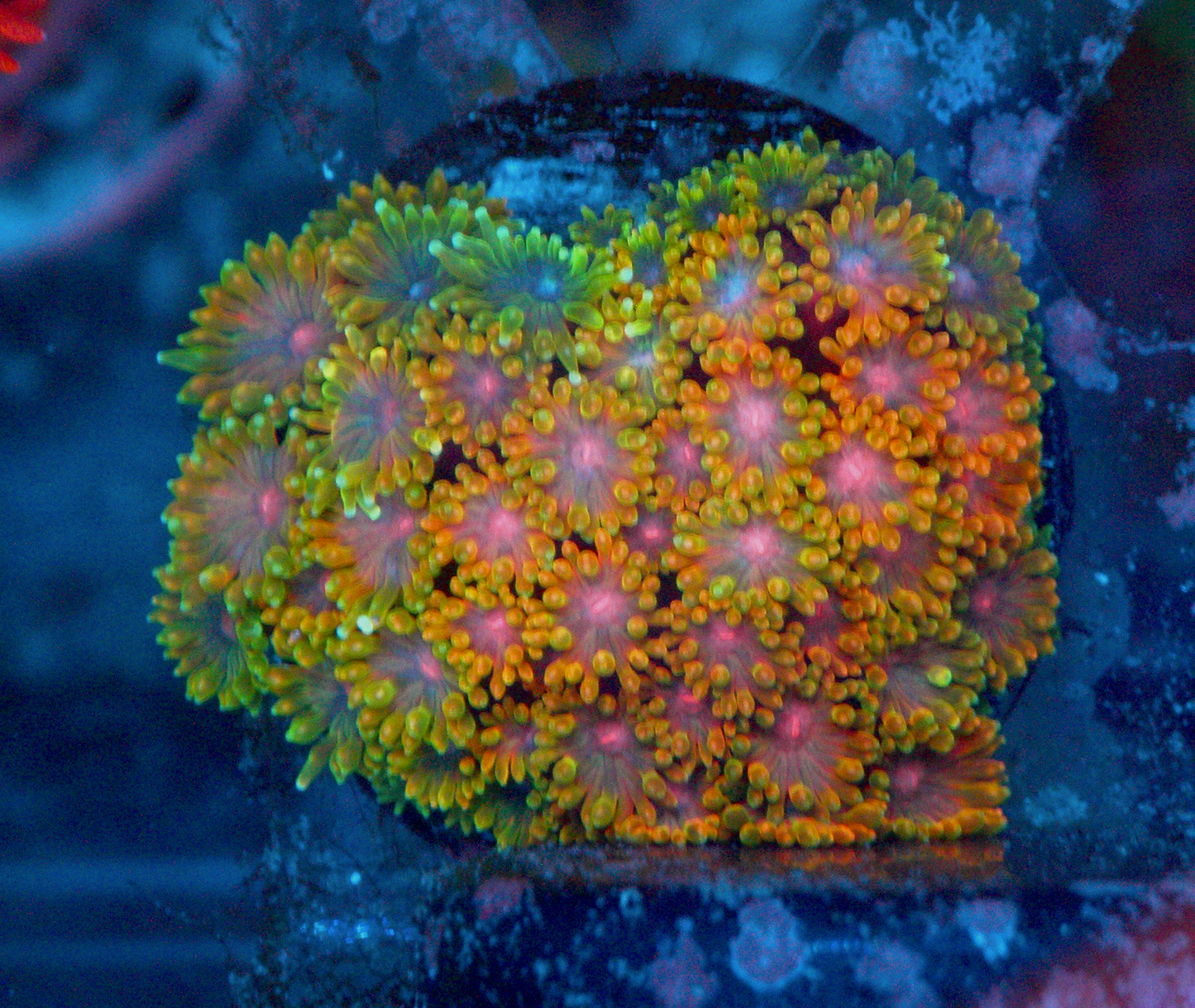 Rainbow Goniopora Coral LPS Reef Aquarium 2
