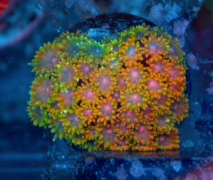 Rainbow Goniopora Coral LPS Reef Aquarium 2