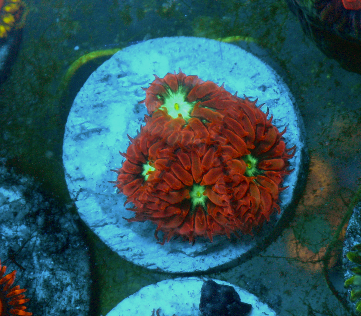Ruby Mint Blastomussa merletti LPS Coral 2