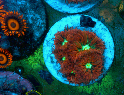 Ruby Mint Blastomussa merletti LPS Coral