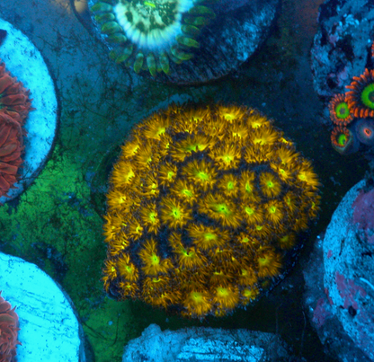 Jason Fox Spit Fire Leptastrea LPS Coral Reef Aquarium