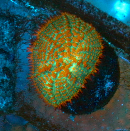 Forest Fire Orange Rhodactis Mushroom Coral Reef