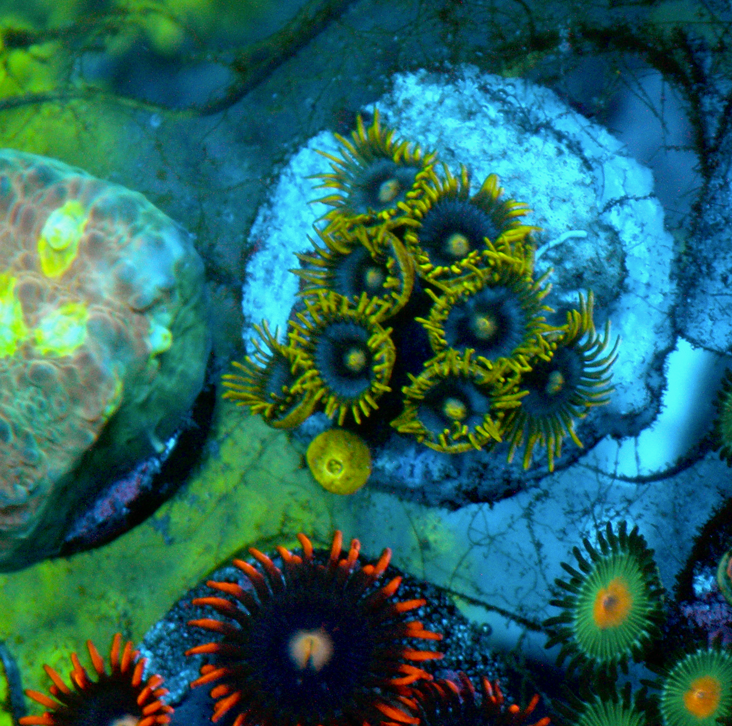 Blueberry Fields Zoa Zoanthid Coral Reef Saltwater Aquarium