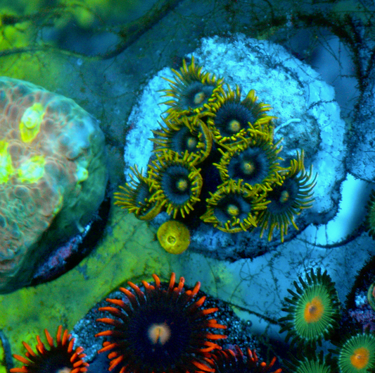 Blueberry Fields Zoa Zoanthid Coral Reef Saltwater Aquarium