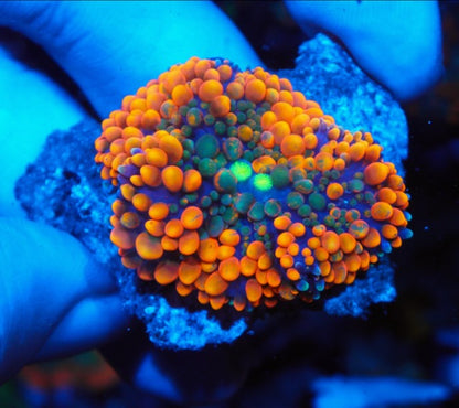 Tangelo Night Rainbow Ricordea Coral