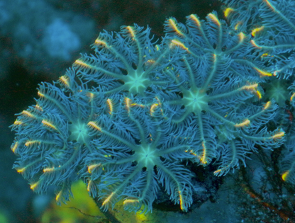 Gold Dust Clove Polyps Coral Reef 2
