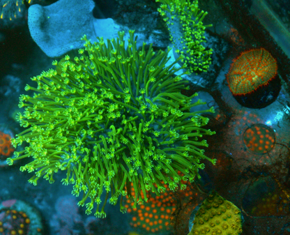 Aussie Green Polyp Crown Leather Coral Reef Aquarium
