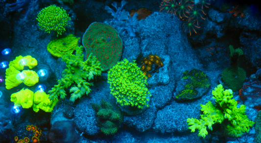 Aussie Green Polyp Crown Leather Coral Reef 2