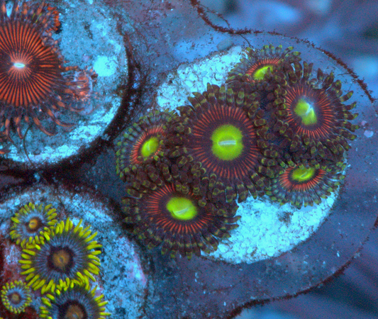 Pink Cat Eye Zoanthids Coral Zoa Reef Aquarium