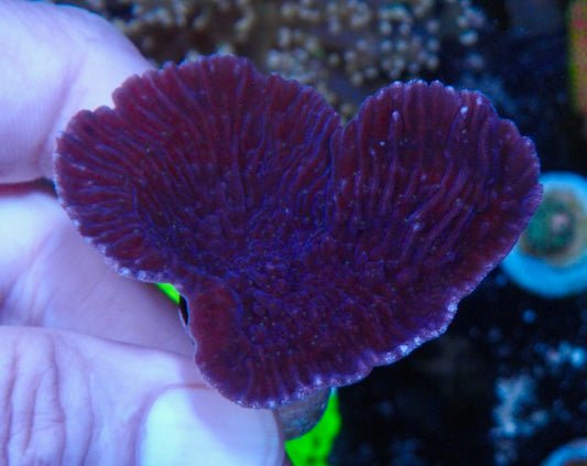 Gatorade and Daydream Zoanthids coral reef