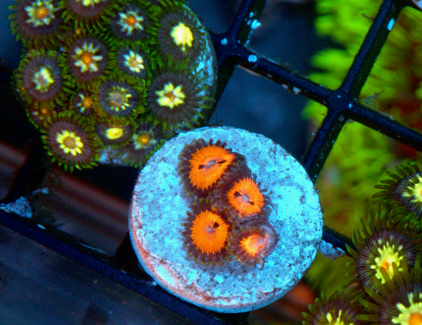 Bloodsucker Pink Red Zoanthids Coral Reef Aquarium 2