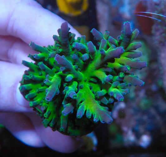 Frankie's Kryptonite Acropora Tortuosa Coral Reef Aquarium