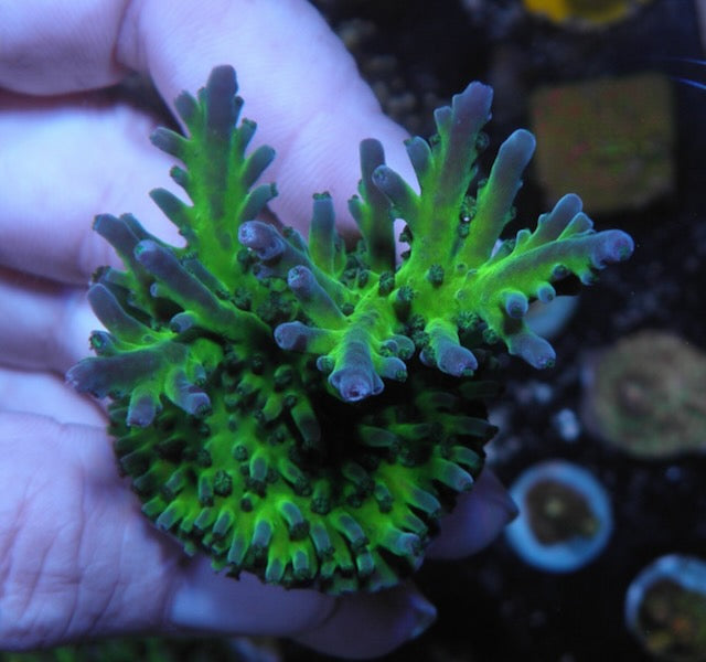 Frankie's Kryptonite Acropora Tortuosa Coral 2 Reef Aquarium