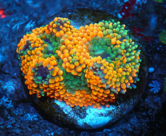 Peach Aqua Abstract Ricordea Combo Coral Reef Tank