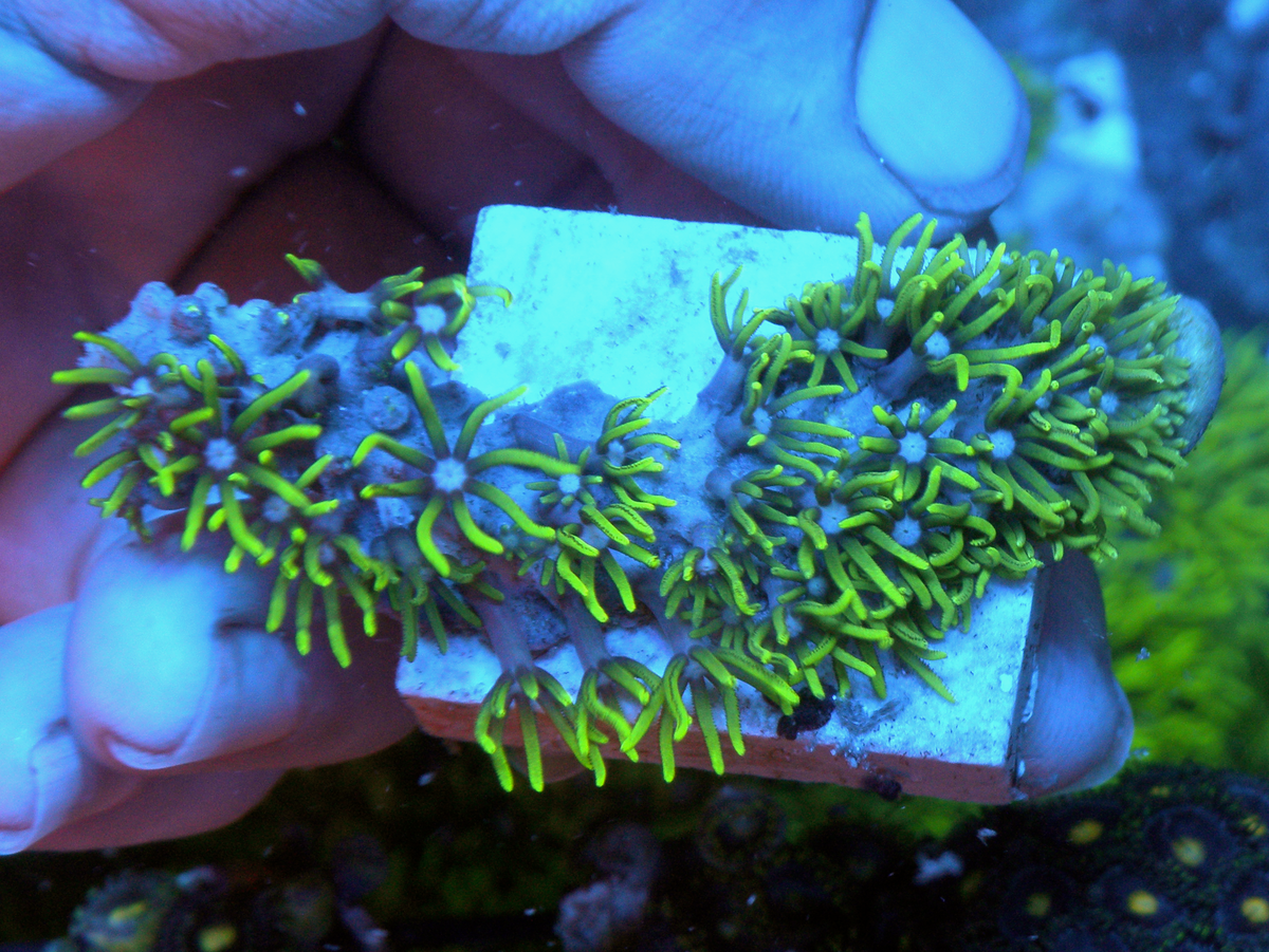 Rare Branching Neon Green Star Polyps Coral Aquarium
