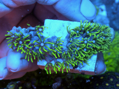 Rare Branching Neon Green Star Polyps Coral Aquarium