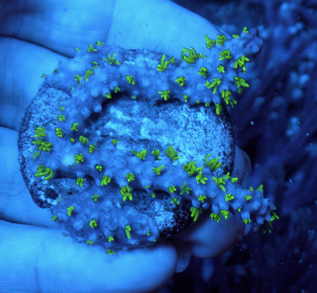 Branching Neon Green Star Polyps Coral Aquarium 2
