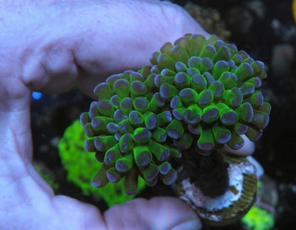 Pink/Orange Pinstripes Flower Rock Anemone Build Your Own Pack