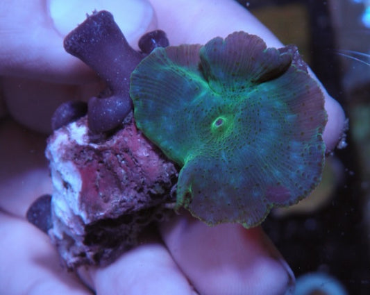Aquamarine Turquoise Discosoma Mushrooms Reef Aquarium