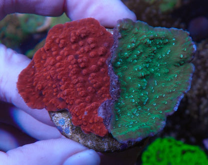 Red Orange and Leng Sy Green with Purple Rim Montipora