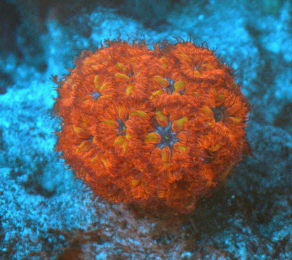 Blue Raven Red Blastomussa LPS Coral Coral Reef Aquarium