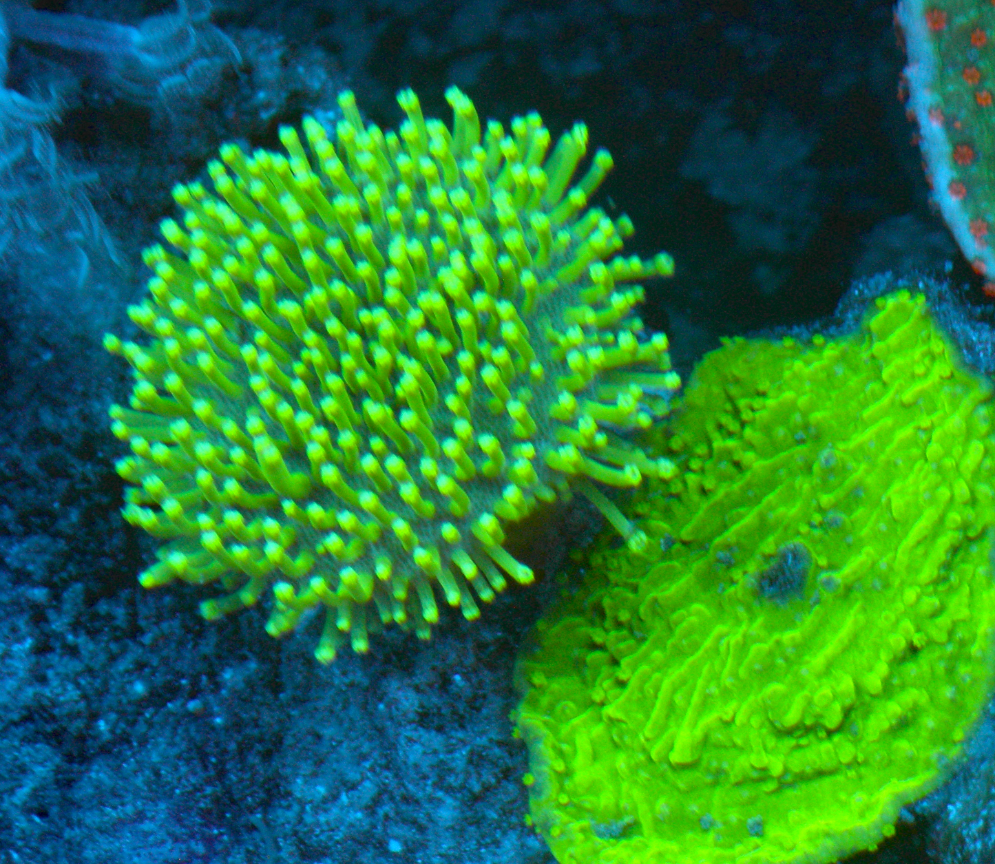 Insane Green Polyp Leather Coral Aquarium