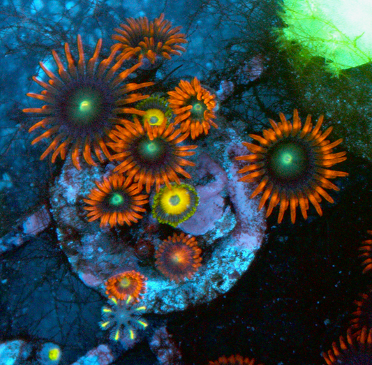 Flaming Punk Rocker Zoanthids Coral Reef Zoas