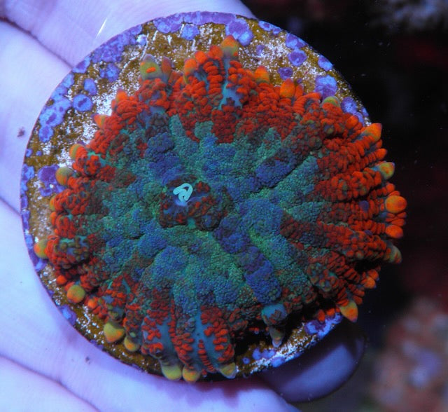 Violet Orange Rhodactis Mushroom Coral
