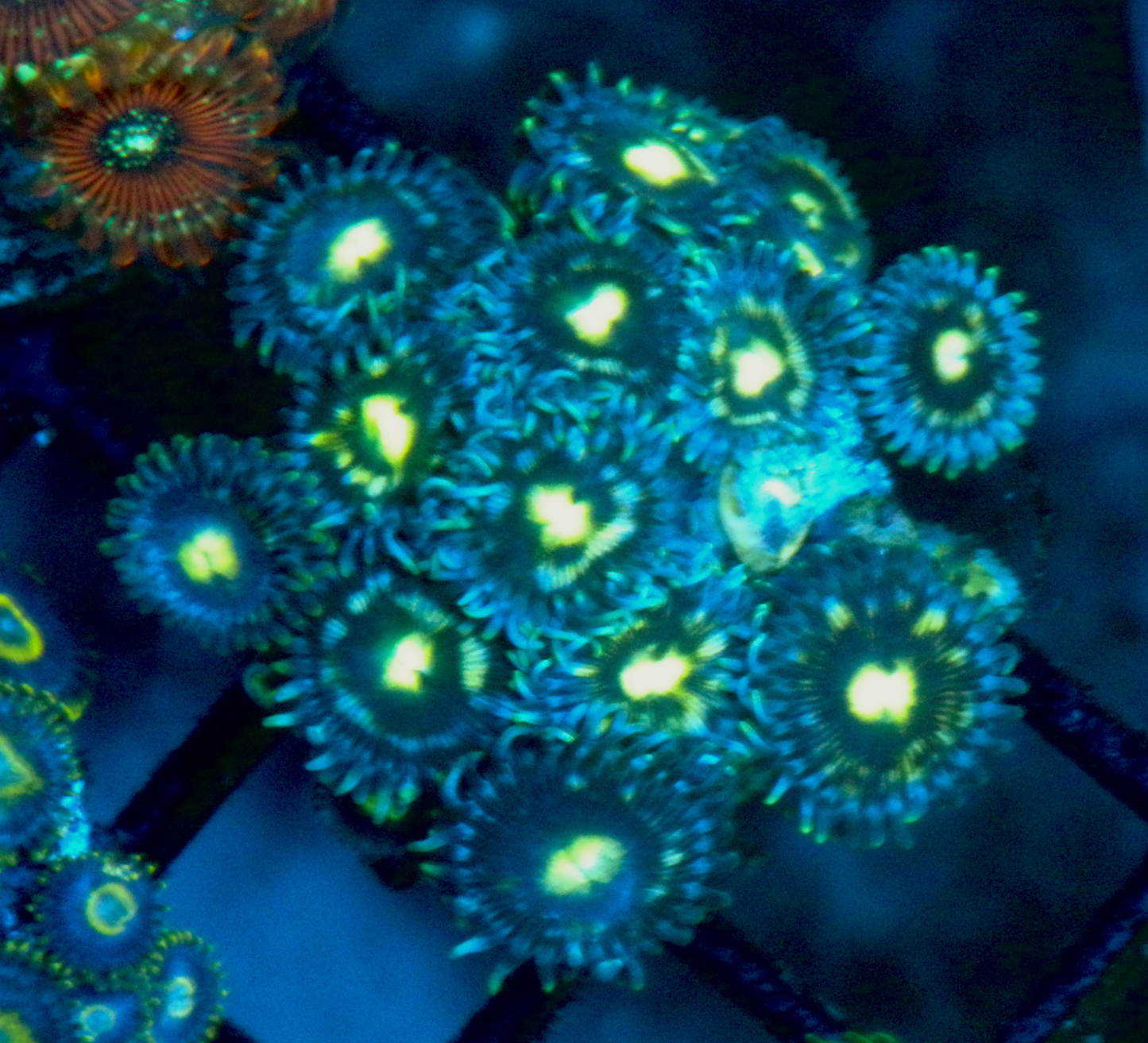 Caribbean Blue Moon Zoanthids Zoa Coral Reef