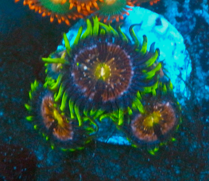 Nirvana Zoanthids Coral Saltwater Reef Aquarium