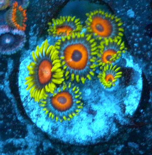 Watermelon Zoanthids Saltwater Coral Reef