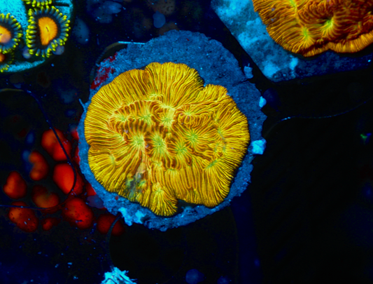 Orange Lethal Leptoseris Coral LPS Reef Aquarium Marine Fish - Reef Gardener
