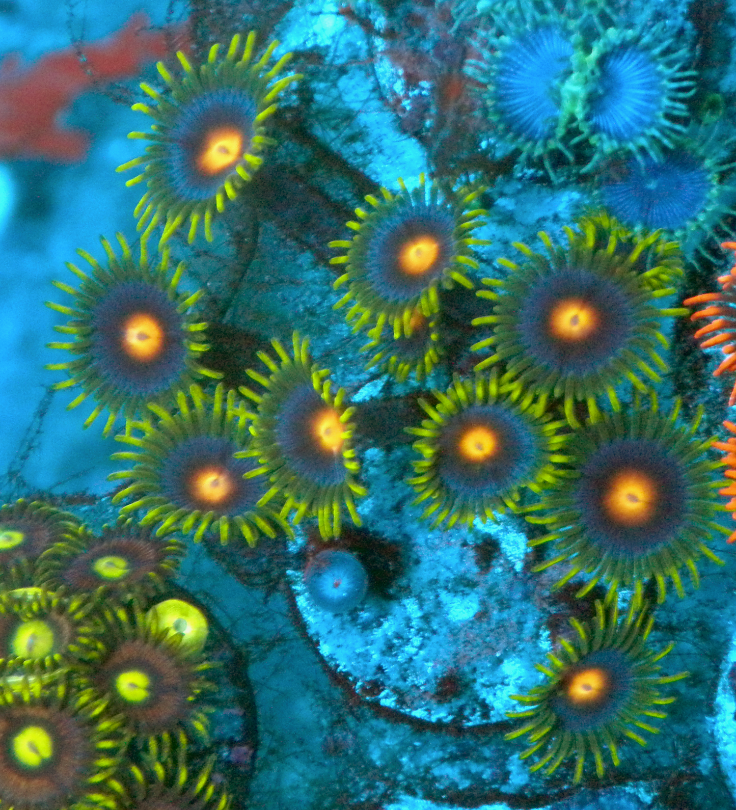 Supernova Fireball Zoanthids Coral Reef Aquarium