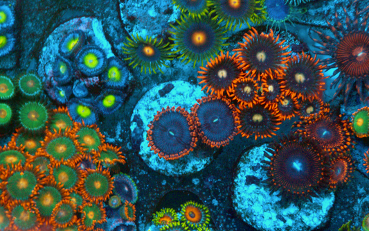 Blackhole Sun Zoanthids Coral Reef Aquarium Zoas