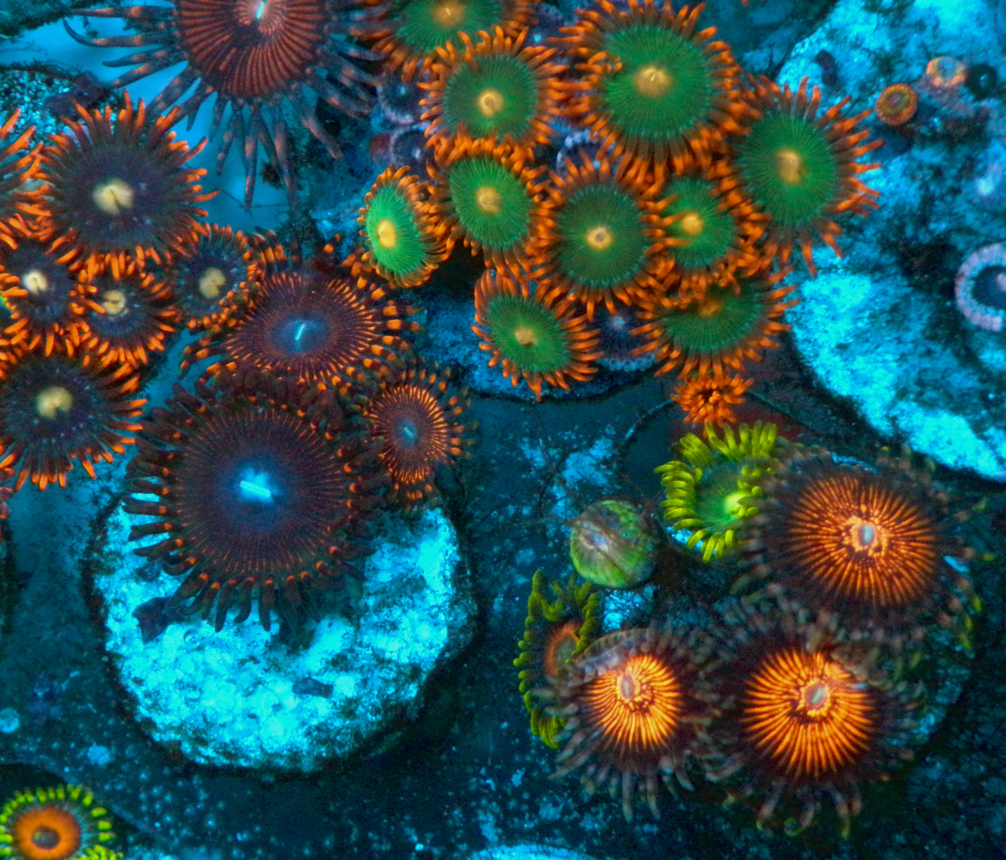 Hot Cherry Bomb Zoanthids Zoa Coral Reef Aquarium 2