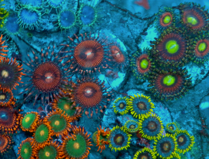 Ruby Red Zoanthids Saltwater Reef Tank Aquarium