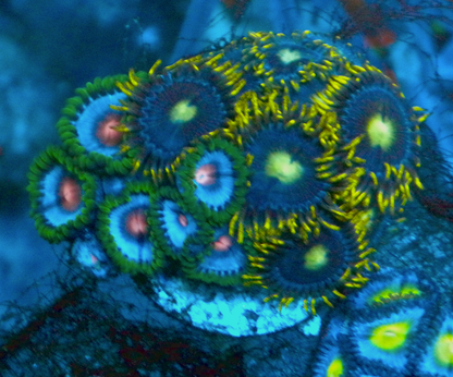Miami Vice Caribbean Blue Lunar Landing Zoanthids