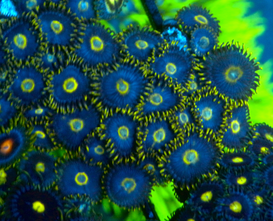 Hyacinth Macaw Vice Blue Zoanthids Zoa Coral Reef Aquarium 2