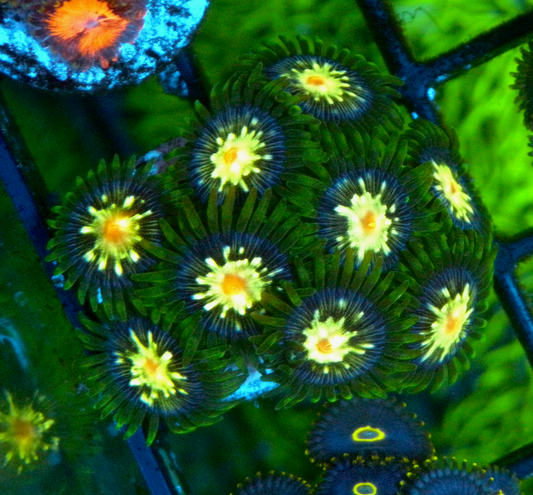 Daisy Cutter Stargazer Zoanthids Zoa Coral Reef Aquarium