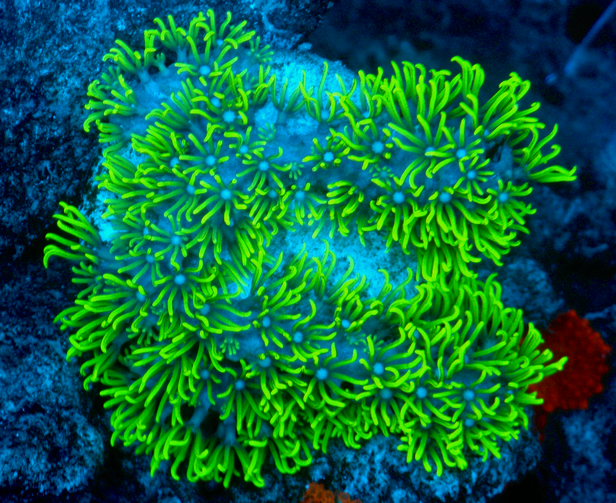 Branching Neon Green Star Polyps Coral Aquarium 2