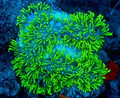 Branching Neon Green Star Polyps Coral Aquarium 2
