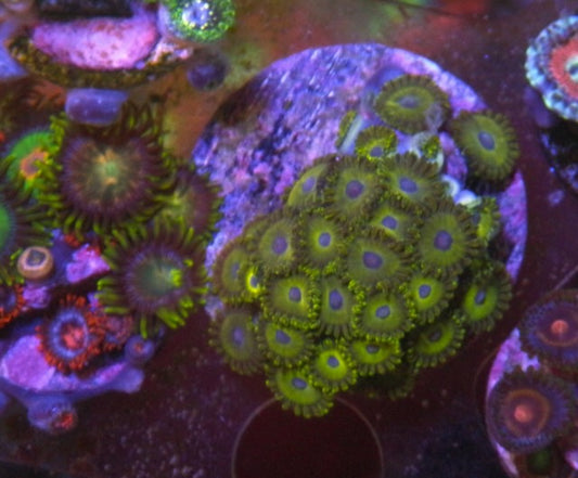 Yellow Jacket Zoanthids Coral Reef Aquarium Fish Tank