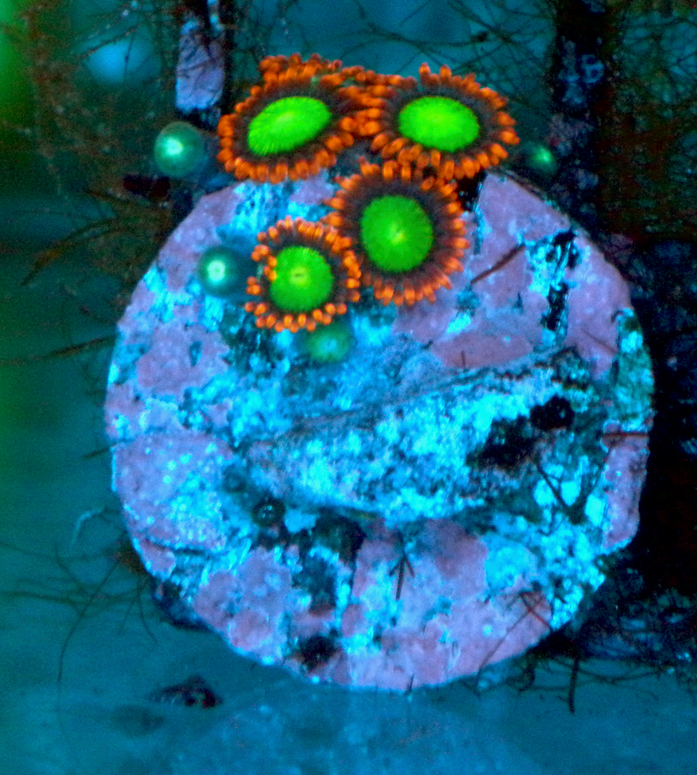 Goblins on Fire Zoanthids Zoa Coral Reef Aquarium