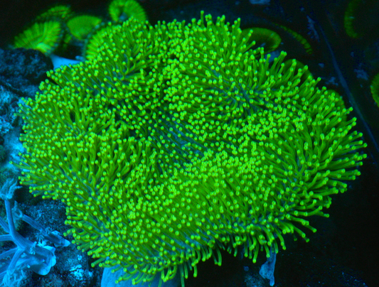 Insane Green Polyp Leather Coral Aquarium