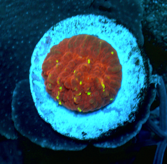Cornbred Time Warp Red Gold Chalice Coral LPS Coral