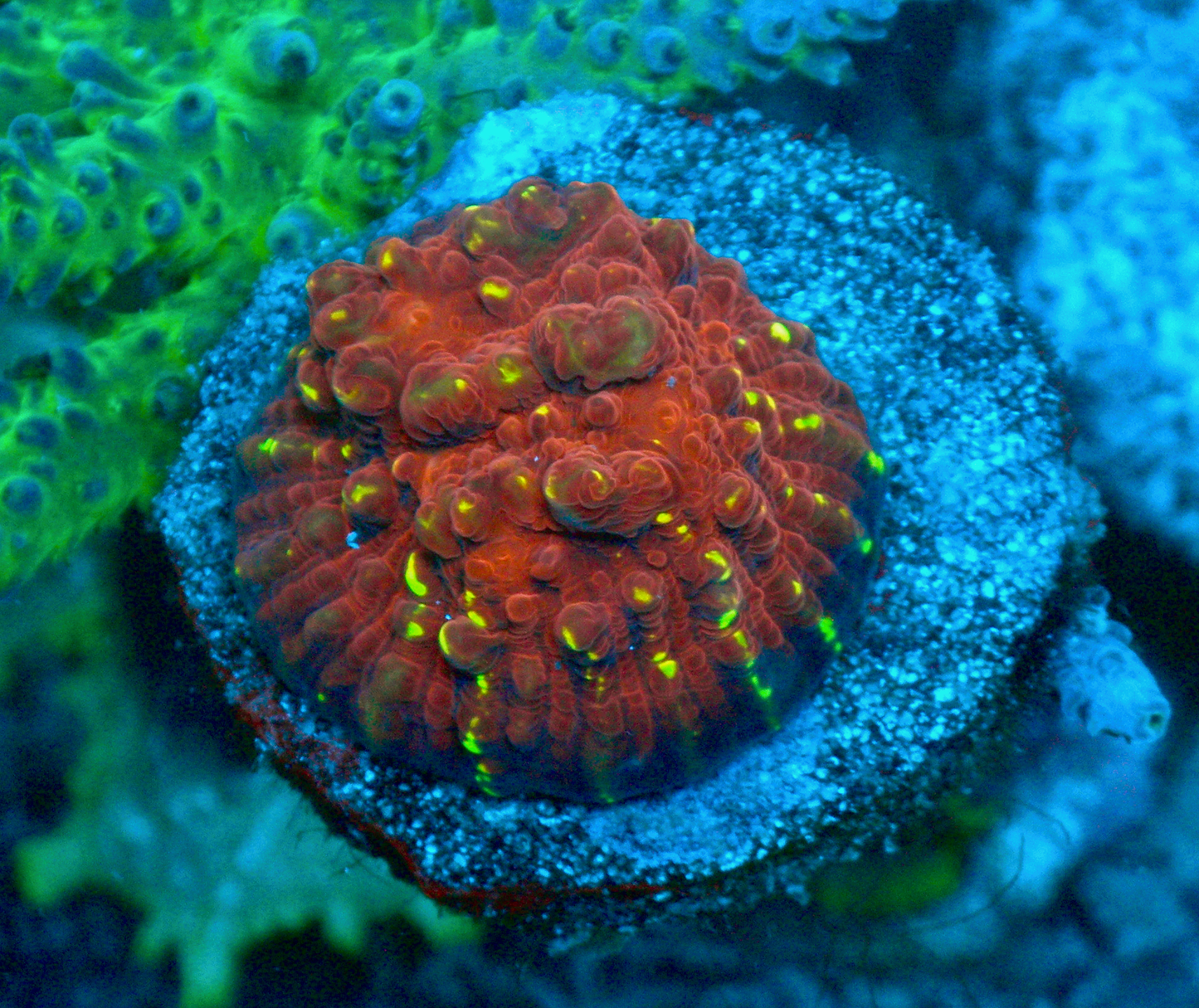 Cornbred Time Warp Red Gold Chalice Coral LPS Coral 2