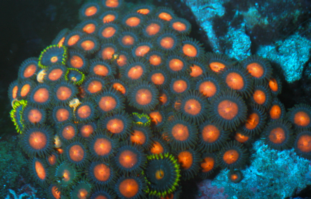 Balls of Fire Orange Zoanthids